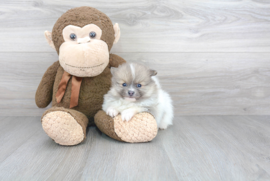 Playful Pomeranian Baby