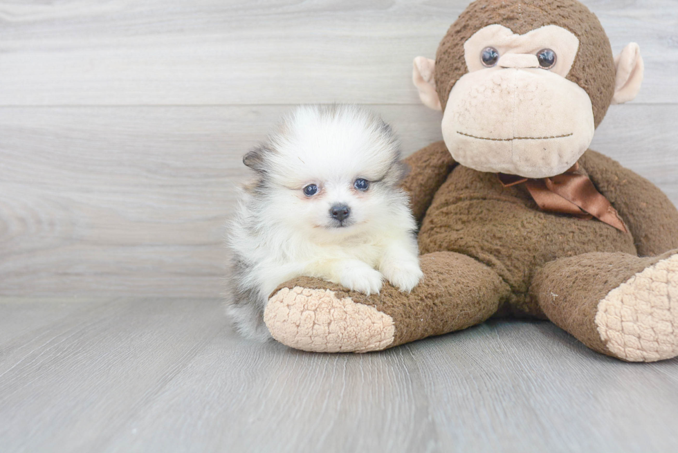 Pomeranian Pup Being Cute