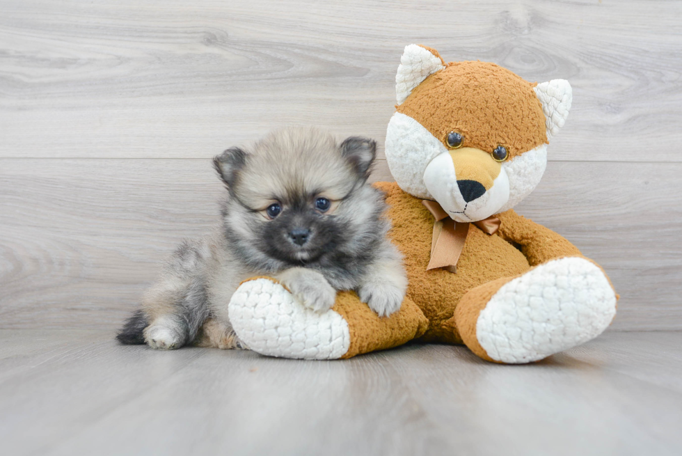 Pomeranian Puppy for Adoption