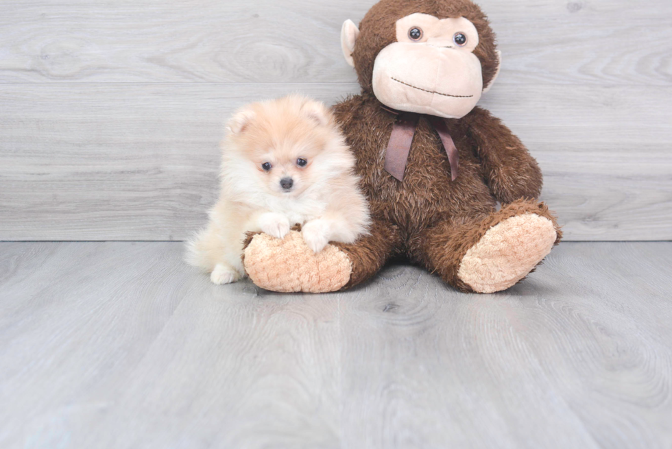 Popular Pomeranian Baby