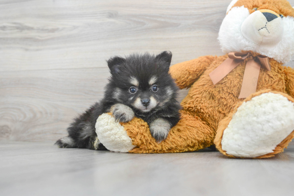 Petite Pomeranian Purebred Puppy