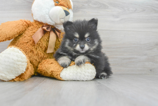 Little Pomeranian Purebred Pup