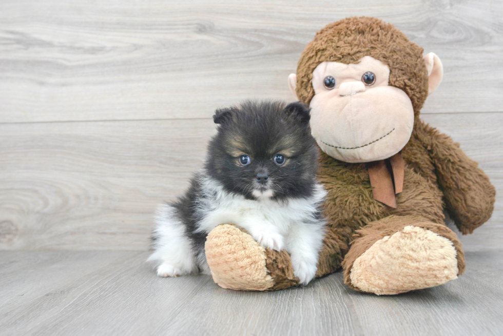 Funny Pomeranian Purebred Pup