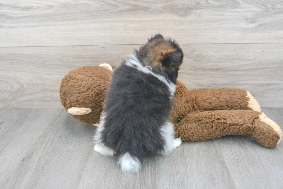 Fluffy Pomeranian Purebred Puppy