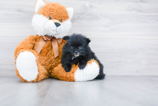 Pomeranian Puppy for Adoption