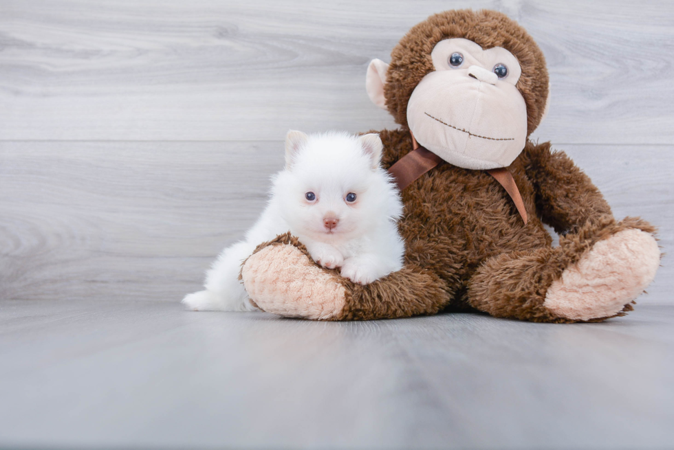 Sweet Pomeranian Purebred Puppy