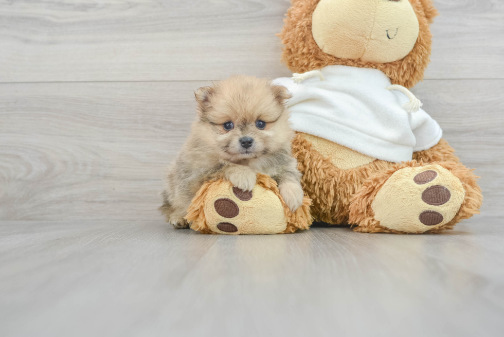 Best Pomeranian Baby