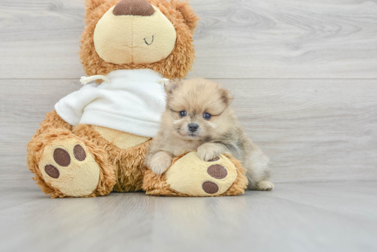 Pomeranian Pup Being Cute