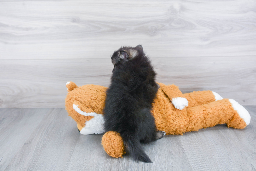 Playful Pomeranian Purebred Pup