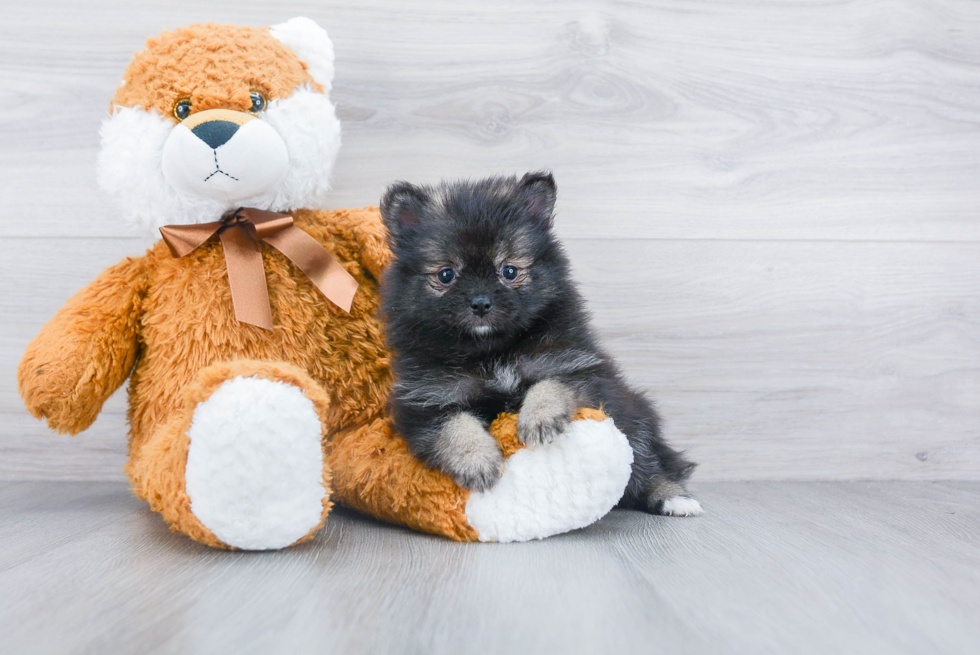 Pomeranian Puppy for Adoption