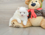 5 week old Pomeranian Puppy For Sale - Premier Pups