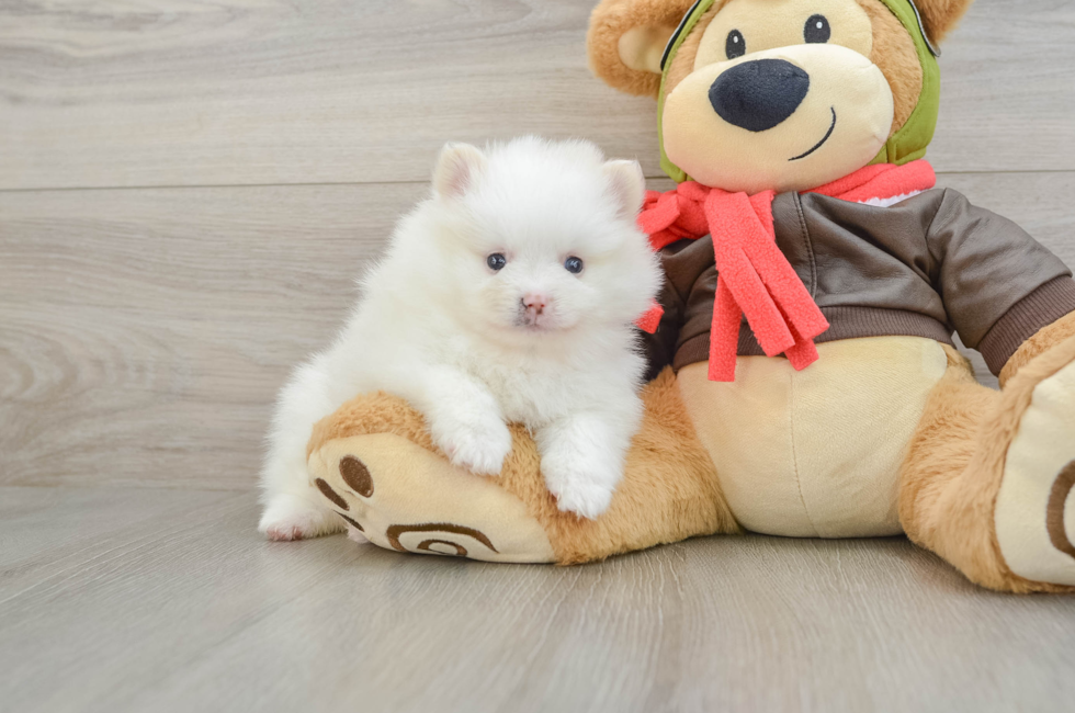 5 week old Pomeranian Puppy For Sale - Premier Pups