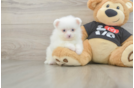 Small Pomeranian Purebred Pup