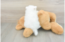 Fluffy Deutscher Spitz Purebred Puppy