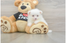 Best Pomeranian Baby