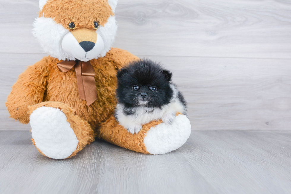 Energetic Pomeranian Purebred Puppy