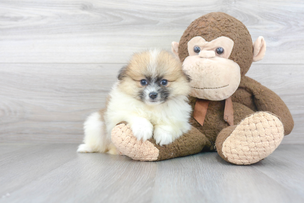 Sweet Pomeranian Purebred Puppy