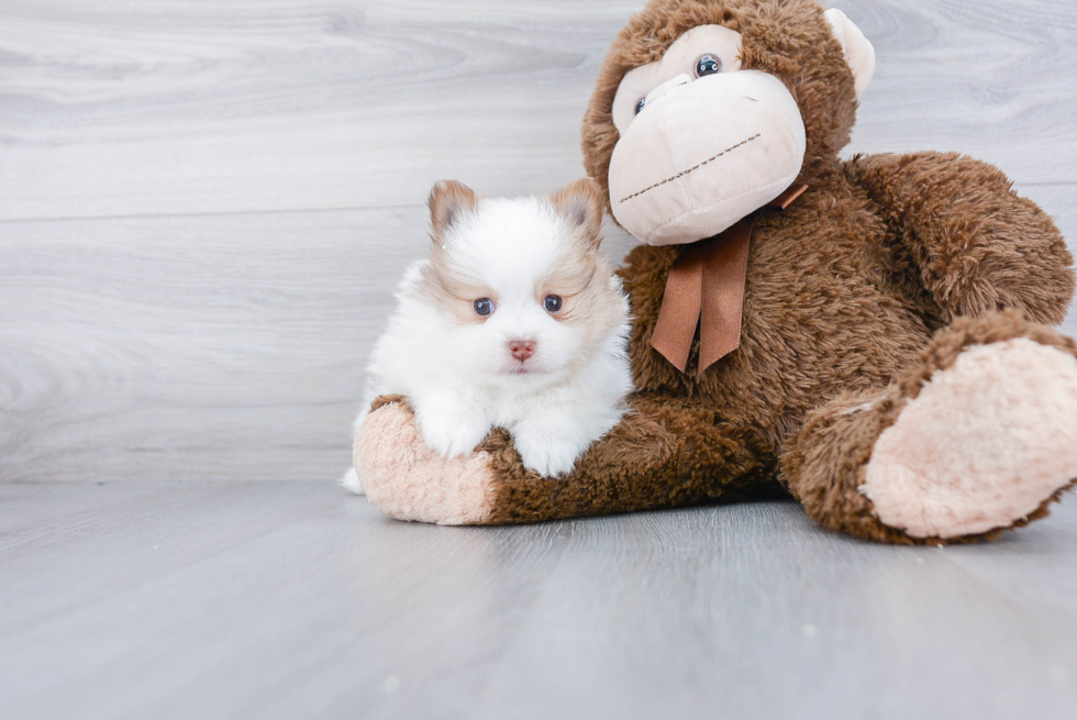 Cute Pomeranian Purebred Puppy