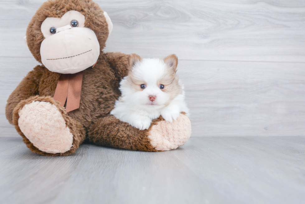 Playful Pomeranian Purebred Pup