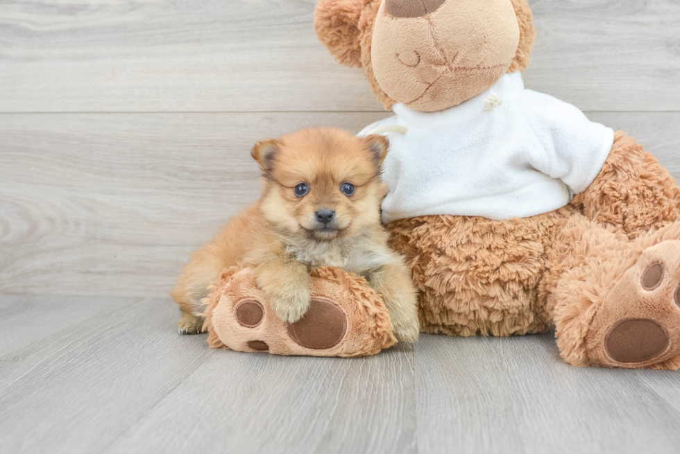 Pomeranian Pup Being Cute