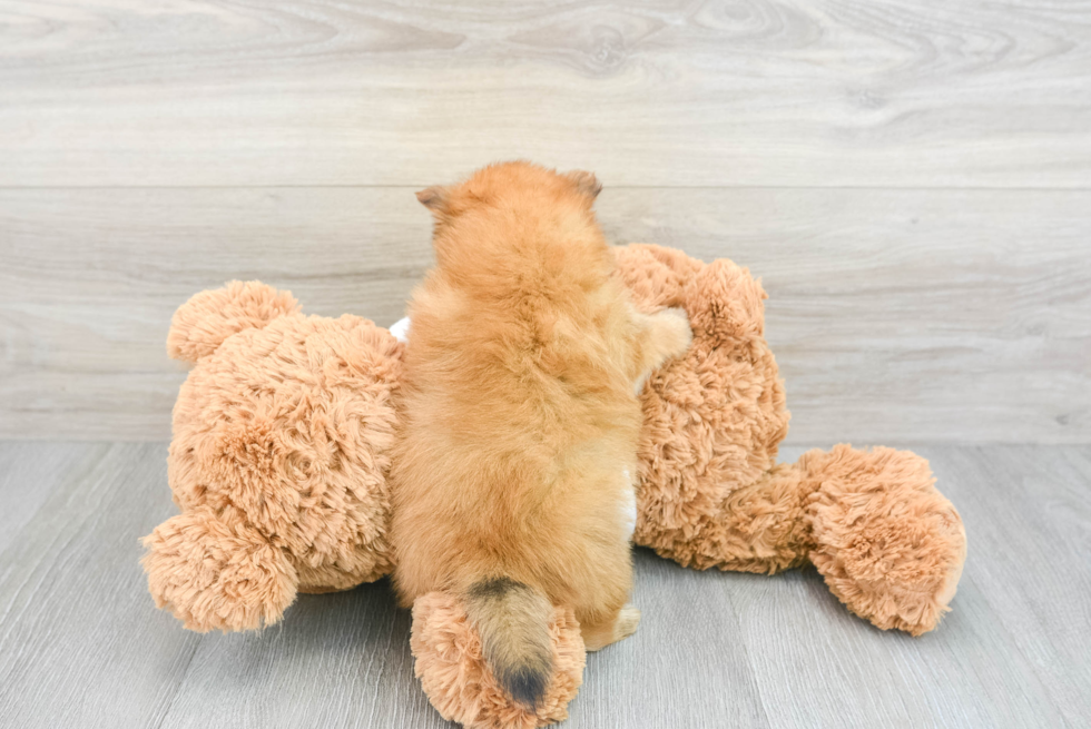 Petite Pomeranian Purebred Puppy