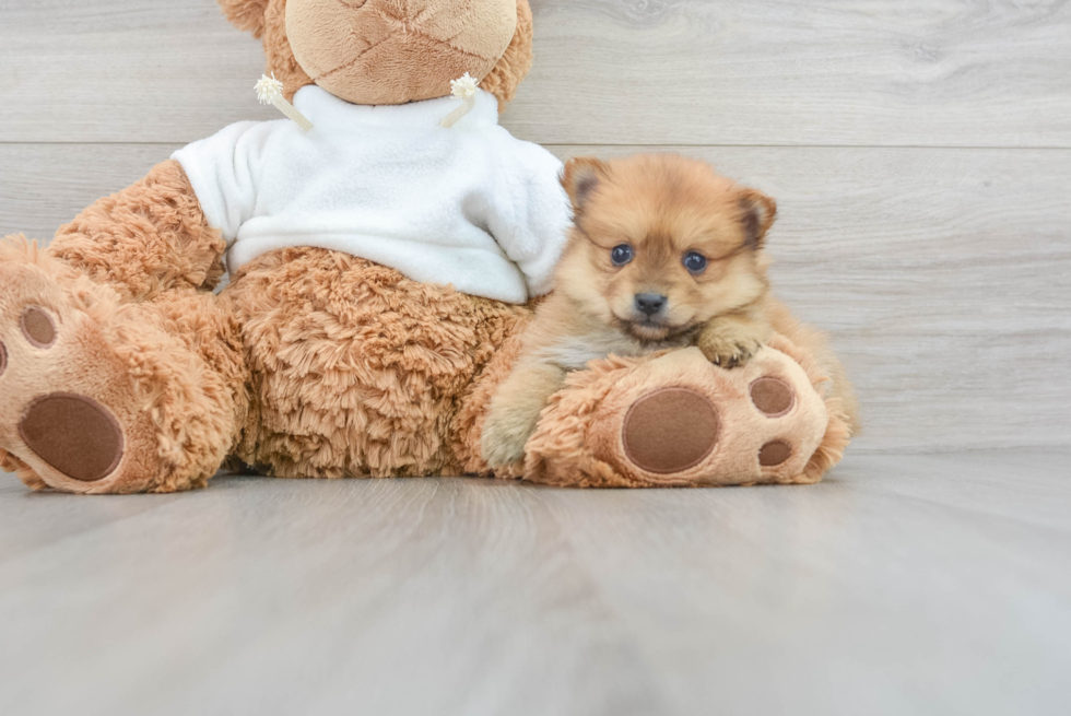 Hypoallergenic Pomeranian Purebred Pup