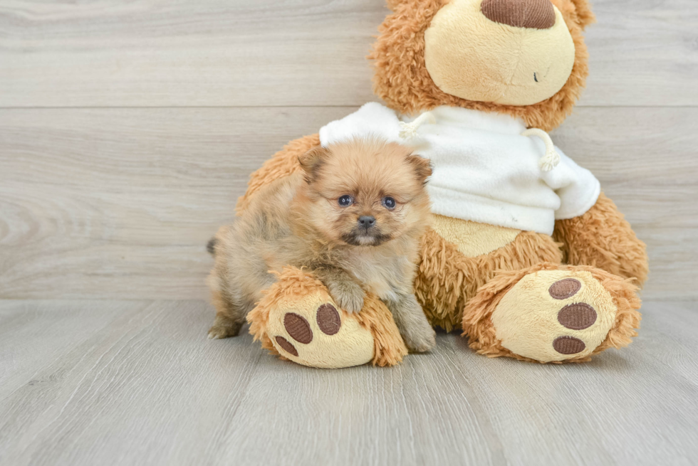 Pomeranian Pup Being Cute