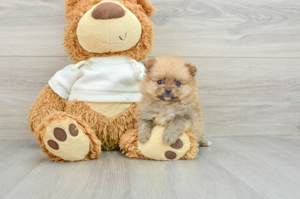 6 week old Pomeranian Puppy For Sale - Premier Pups