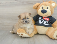 6 week old Pomeranian Puppy For Sale - Premier Pups