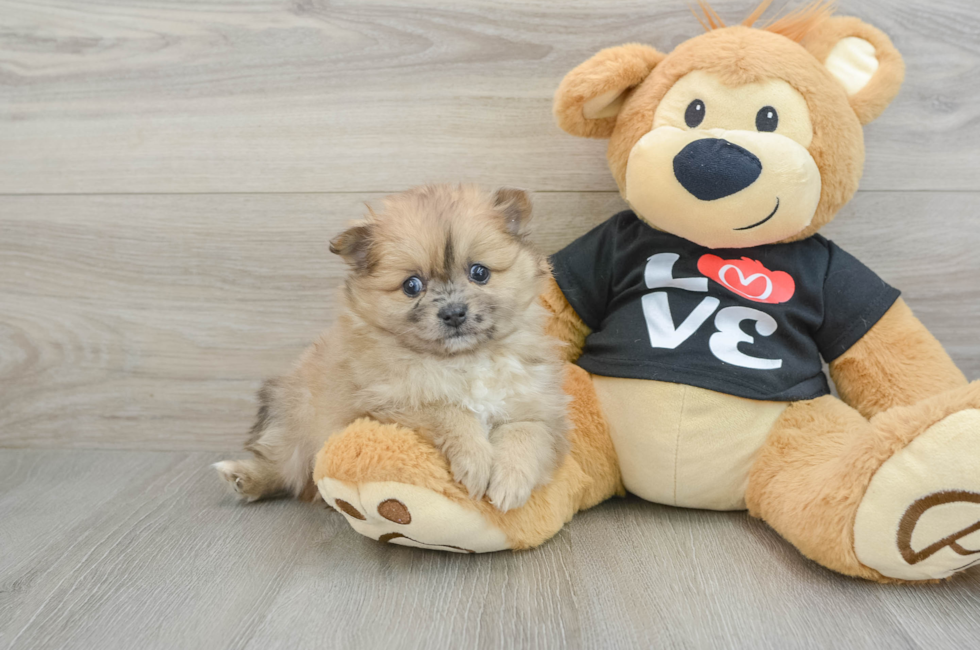 8 week old Pomeranian Puppy For Sale - Premier Pups