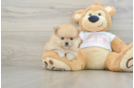 Best Pomeranian Baby