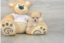 Pomeranian Puppy for Adoption