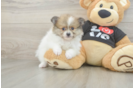 Pomeranian Pup Being Cute