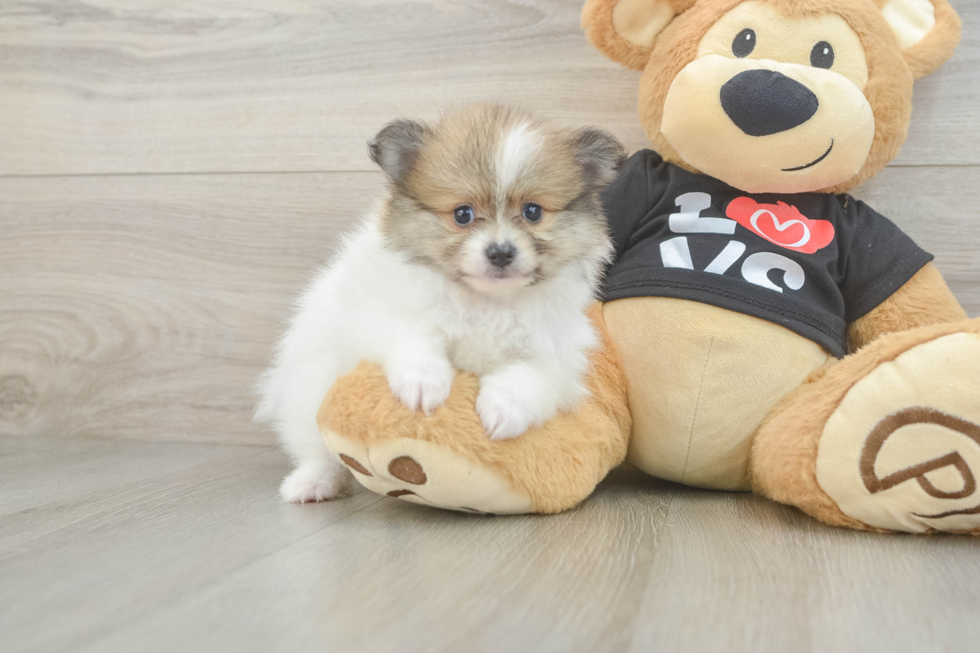 Pomeranian Pup Being Cute