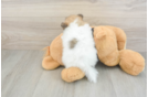 Best Pomeranian Baby