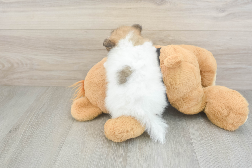Best Pomeranian Baby