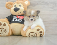 6 week old Pomeranian Puppy For Sale - Premier Pups
