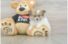Cute Pom Pom Purebred Puppy