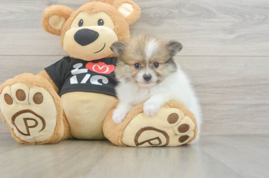 Cute Pom Pom Purebred Puppy