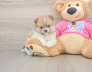 9 week old Pomeranian Puppy For Sale - Premier Pups