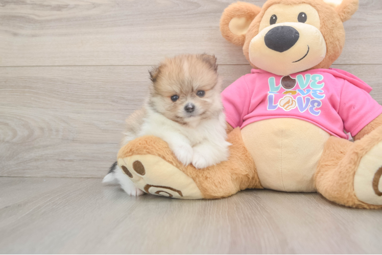 Meet Colin - our Pomeranian Puppy Photo  1/3 - Premier Pups Pomeranian Puppy for Adoption