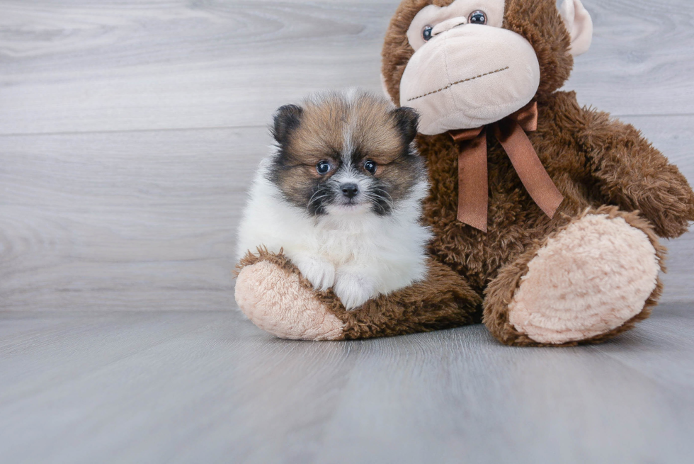 Akc Registered Pomeranian Baby