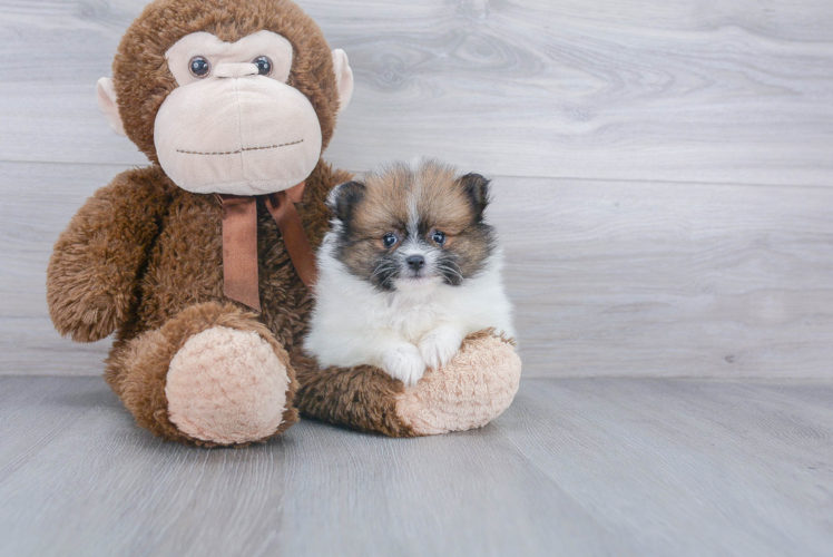 Friendly Pomeranian Baby