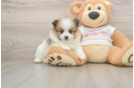 Funny Pomeranian Purebred Pup