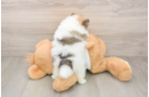 Hypoallergenic Pomeranian Baby