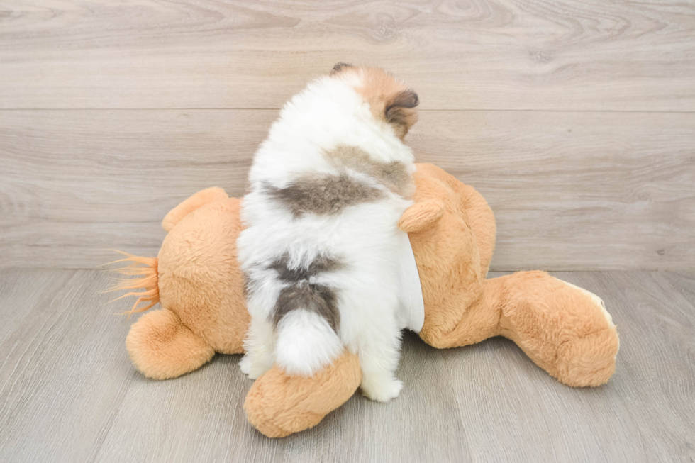 Hypoallergenic Pomeranian Baby