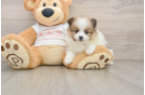 Sweet Pom Purebred Puppy