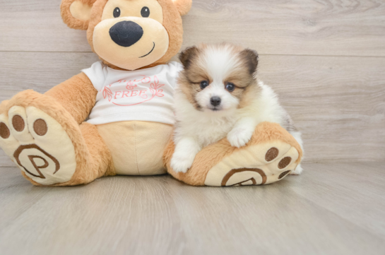 Sweet Pom Purebred Puppy