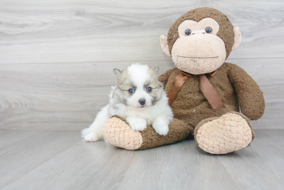 Pomeranian Pup Being Cute