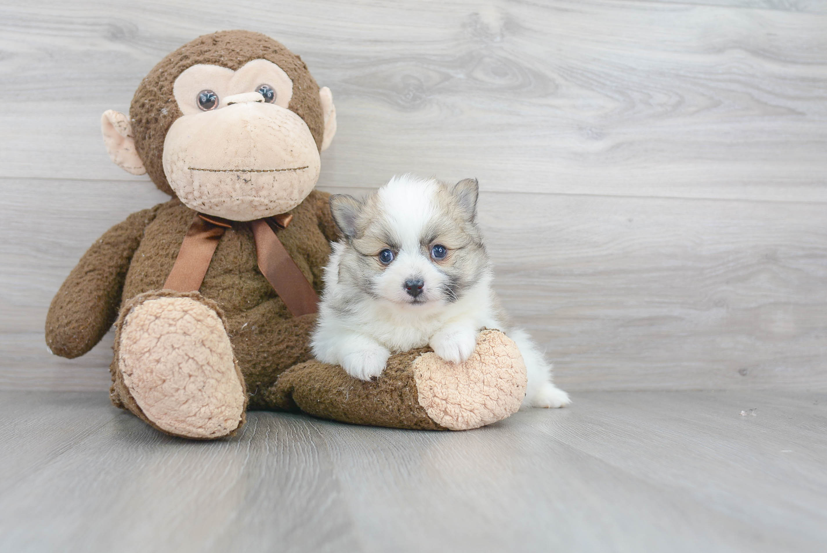 Energetic Pomeranian Purebred Puppy